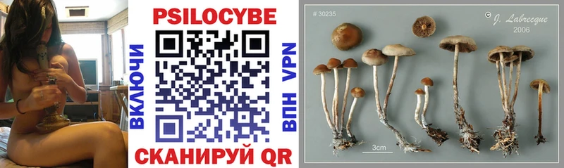 закладка  Котлас  Псилоцибиновые грибы Cubensis 